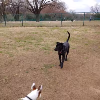 Wiggly Field Dog Park - Denton, TX