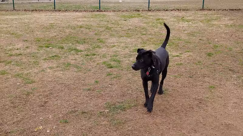 Wiggly Field Dog Park - Denton, TX