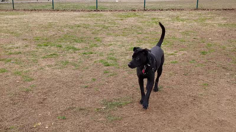 Wiggly Field Dog Park - Denton, TX