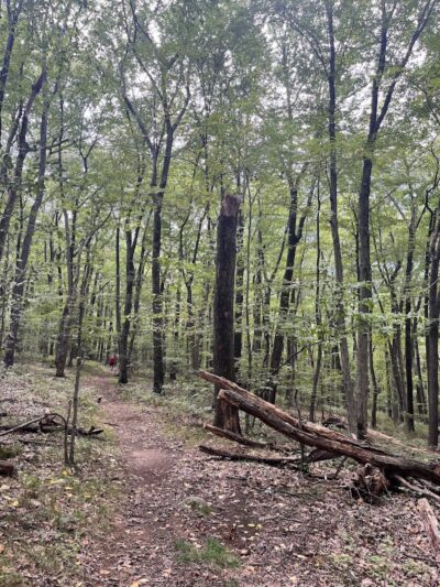 Jonathan's Woods - Denville, NJ