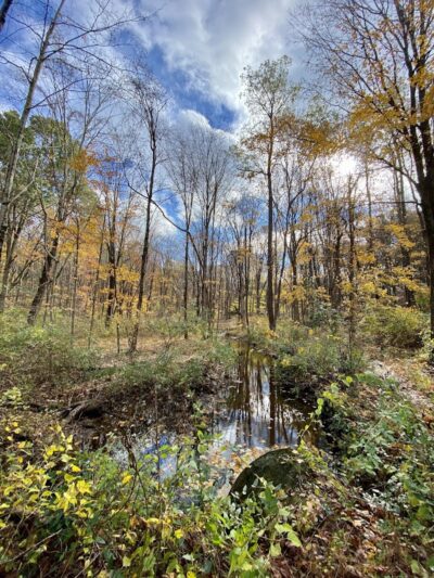 Jonathan's Woods - Denville, NJ