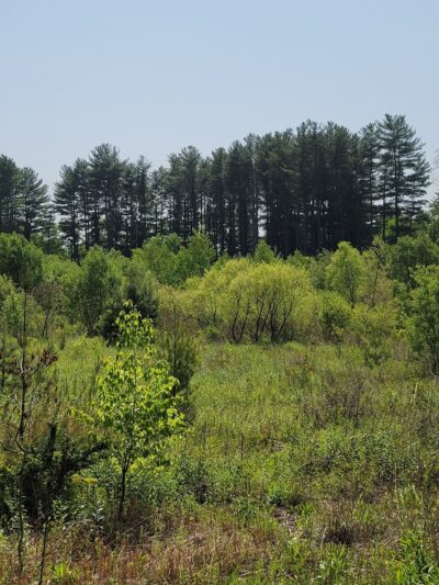 Jonathan's Woods - Denville, NJ