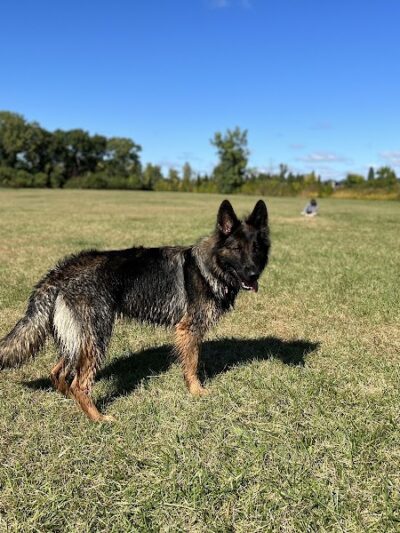Beck Lake Dog Park - Des Plaines, IL