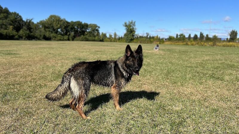 Beck Lake Dog Park - Des Plaines, IL