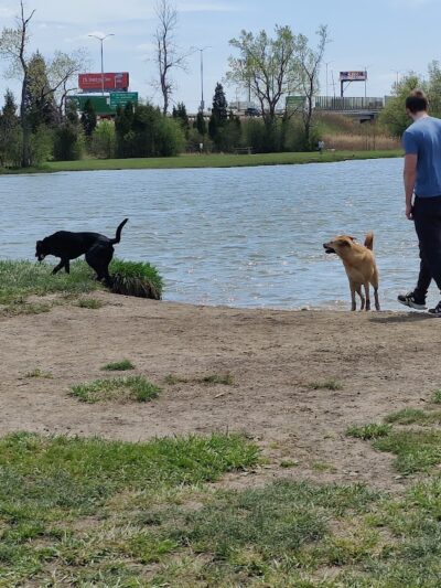 Beck Lake Dog Park - Des Plaines, IL