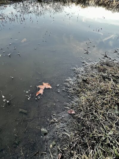 Beck Lake Dog Park - Des Plaines, IL