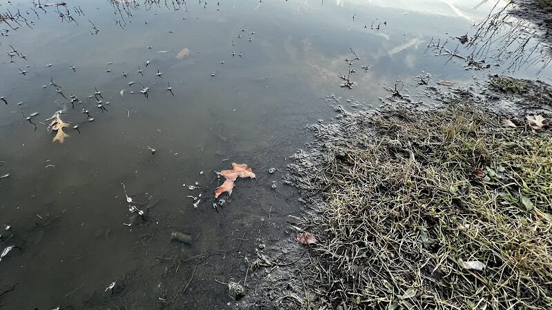 Beck Lake Dog Park - Des Plaines, IL