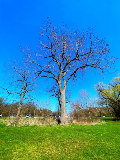 Beck Lake Dog Park - Des Plaines, IL