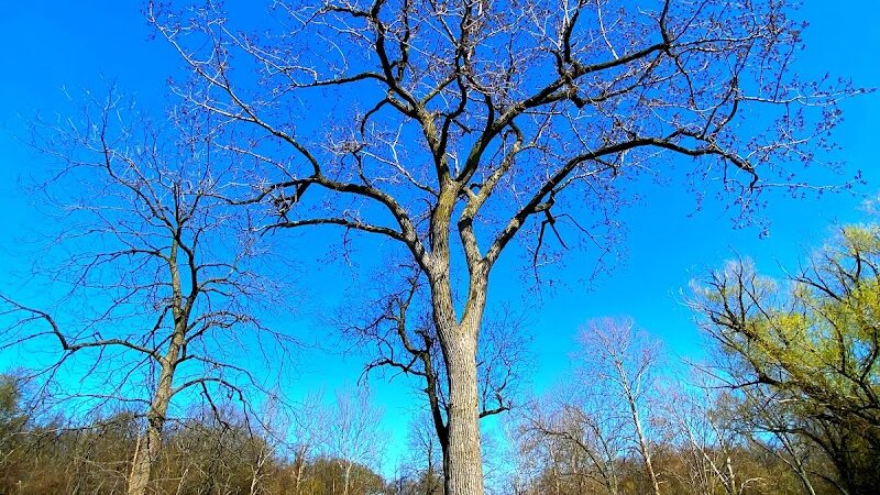 Beck Lake Dog Park - Des Plaines, IL