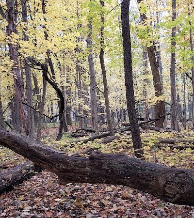 Beck Lake Dog Park - Des Plaines, IL