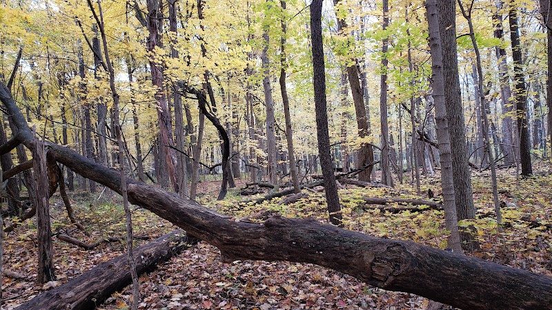 Beck Lake Dog Park - Des Plaines, IL