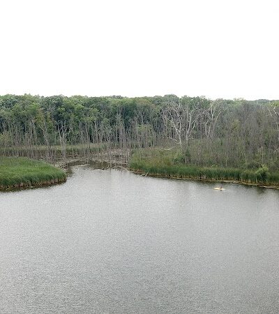Beck Lake Dog Park - Des Plaines, IL