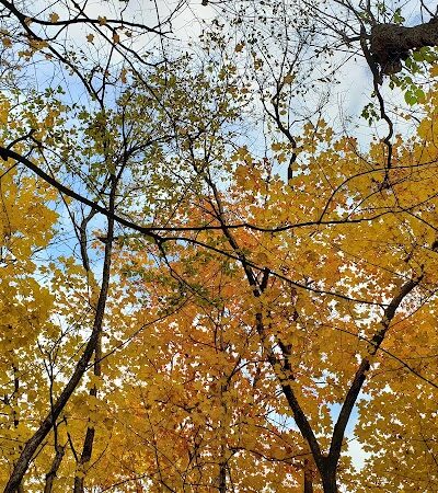 Beck Lake Dog Park - Des Plaines, IL