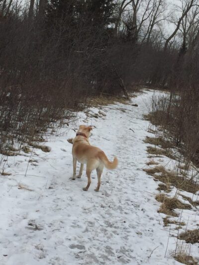 Beck Lake Dog Park - Des Plaines, IL