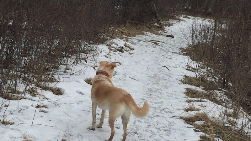 Beck Lake Dog Park - Des Plaines, IL