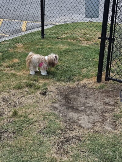 Dog Park at Love’s Travel Stops - Dillon, SC