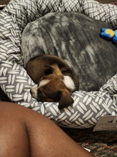 Dog Park at Love’s Travel Stops - Dillon, SC