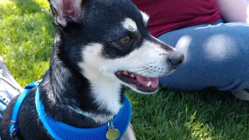 Meadows Park - Dixon, IL