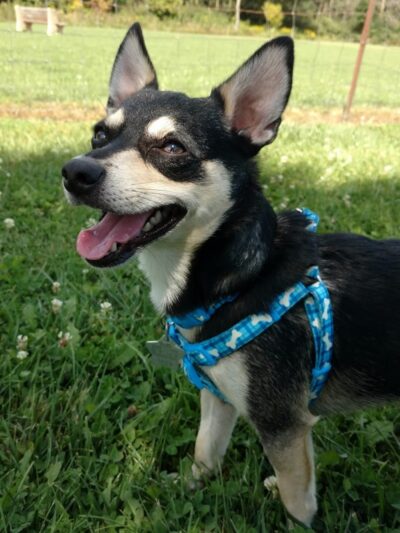 Park 4 Paws - Dixon, IL