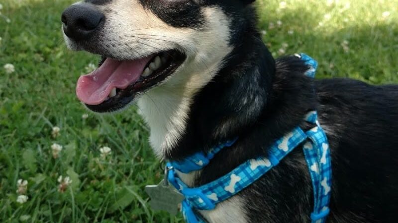 Park 4 Paws - Dixon, IL