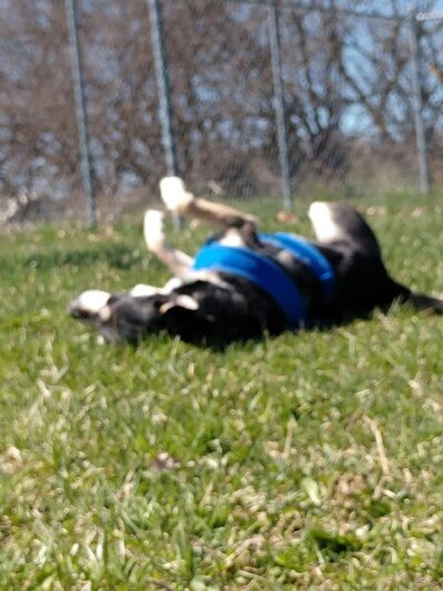 Park 4 Paws - Dixon, IL