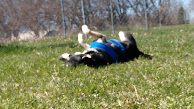 Park 4 Paws - Dixon, IL