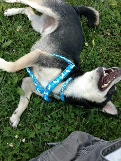 Park 4 Paws - Dixon, IL