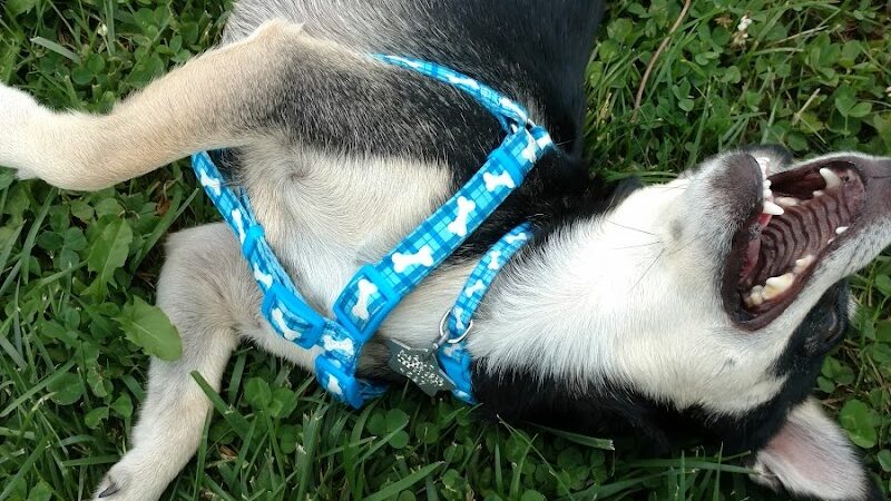 Park 4 Paws - Dixon, IL