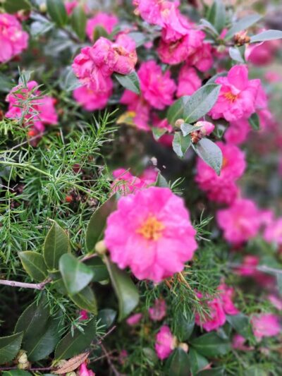 Porter Park - Dothan, AL