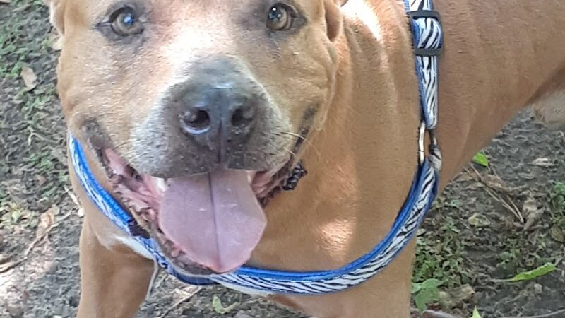 Ramsey Park - Dothan, AL