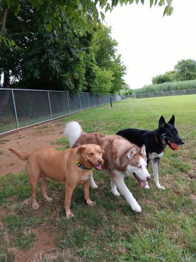 Little Creek Dog Park - Dover, DE