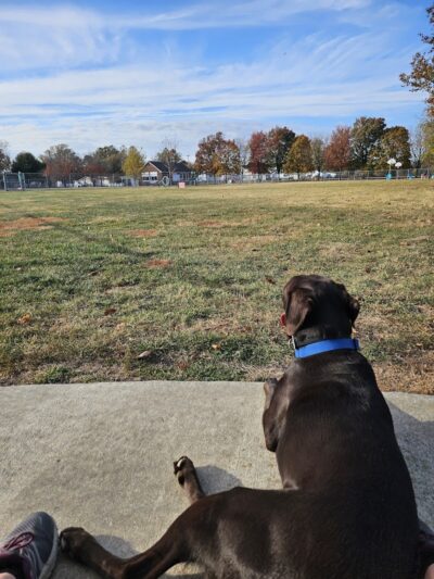 Little Creek Dog Park - Dover, DE