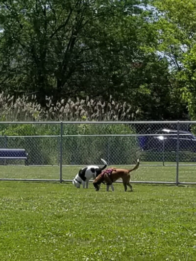 Little Creek Dog Park - Dover, DE