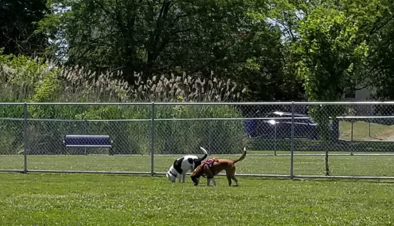 Little Creek Dog Park - Dover, DE