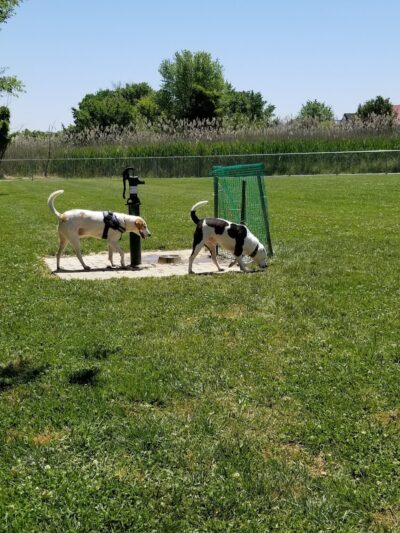 Little Creek Dog Park - Dover, DE