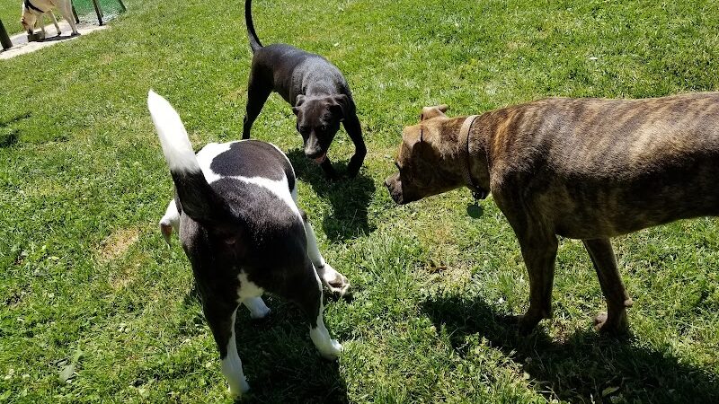 Little Creek Dog Park - Dover, DE