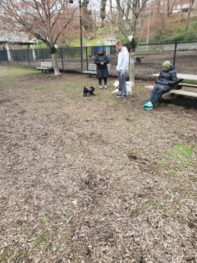Kent Dog Park - Drexel Hill, PA