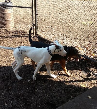 Kent Dog Park - Drexel Hill, PA