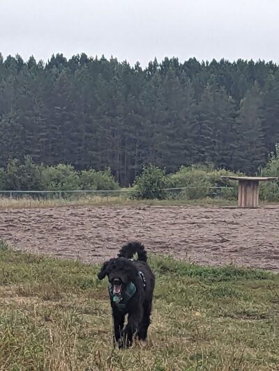 Jean Duluth Dog Park - Duluth, MN