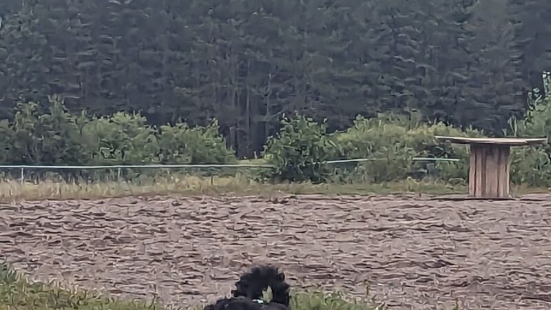 Jean Duluth Dog Park - Duluth, MN