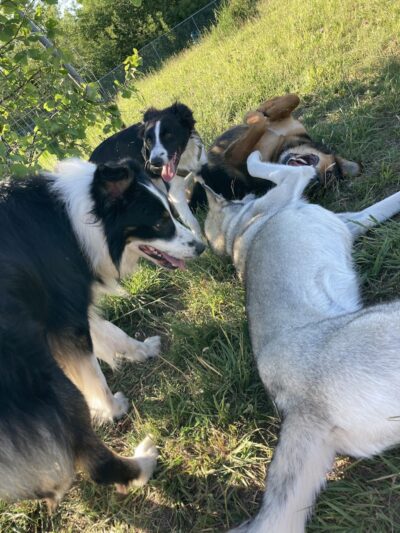 Jean Duluth Dog Park - Duluth, MN