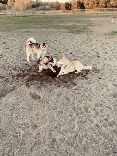 Jean Duluth Dog Park - Duluth, MN