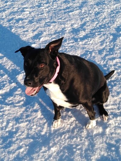 Jean Duluth Dog Park - Duluth, MN