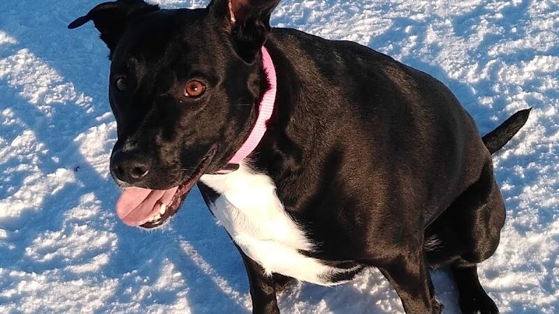 Jean Duluth Dog Park - Duluth, MN