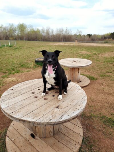 Jean Duluth Dog Park - Duluth, MN