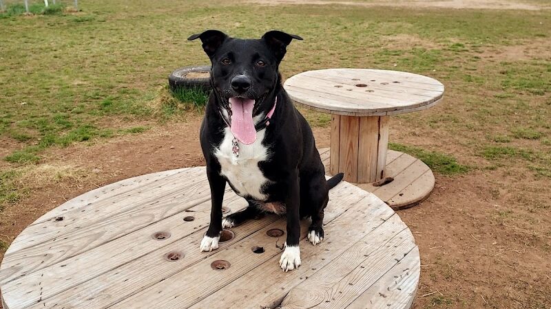 Jean Duluth Dog Park - Duluth, MN
