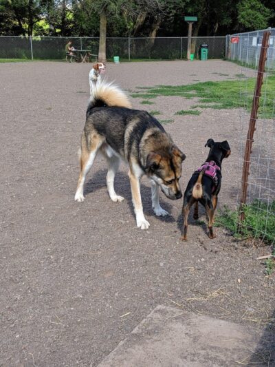 Keene Creek Dog Park - Duluth, MN