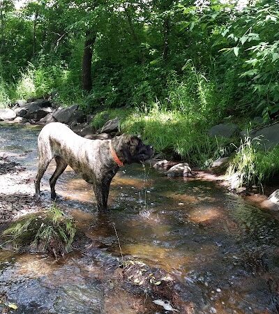 Keene Creek Dog Park - Duluth, MN