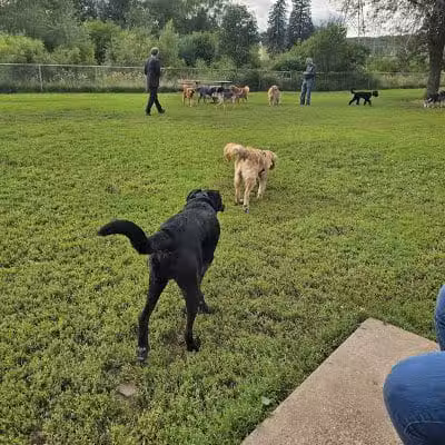 Keene Creek Dog Park - Duluth, MN