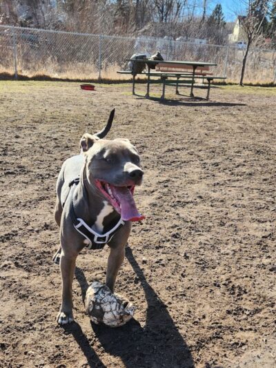 Keene Creek Dog Park - Duluth, MN